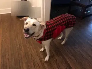 Precision Fit™ Plaid Fleece Dog Coat Jacket 6 LBS to 130 LBS