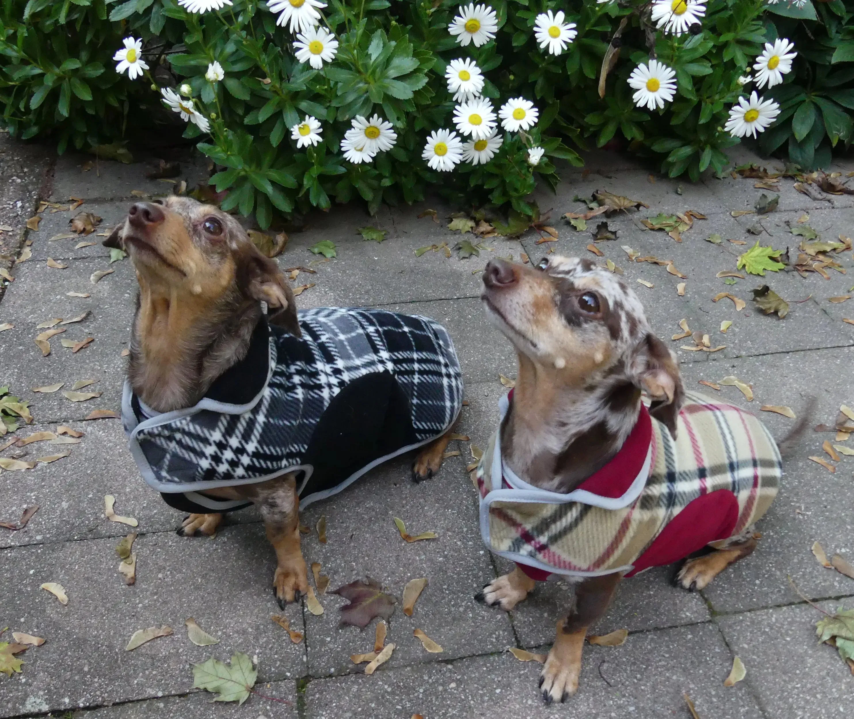 Precision Fit™ Plaid Fleece Dog Coat Jacket 6 LBS to 130 LBS